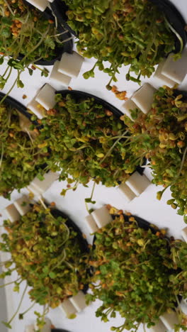 microgreens que crecen en una granja vertical