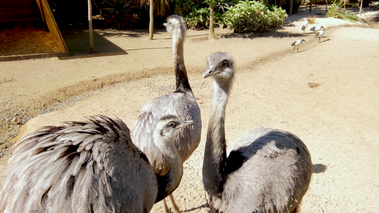 Three Greater Rheas cuddling together in World of Birds sanctuary enclosure
