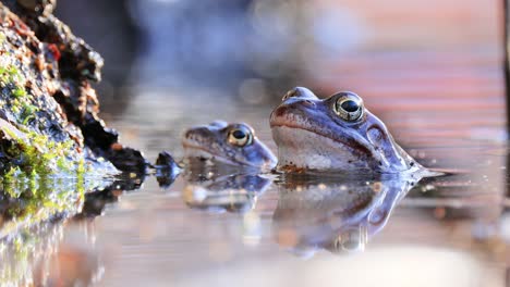 brown frog (rana temporaria) close-up in a pond.