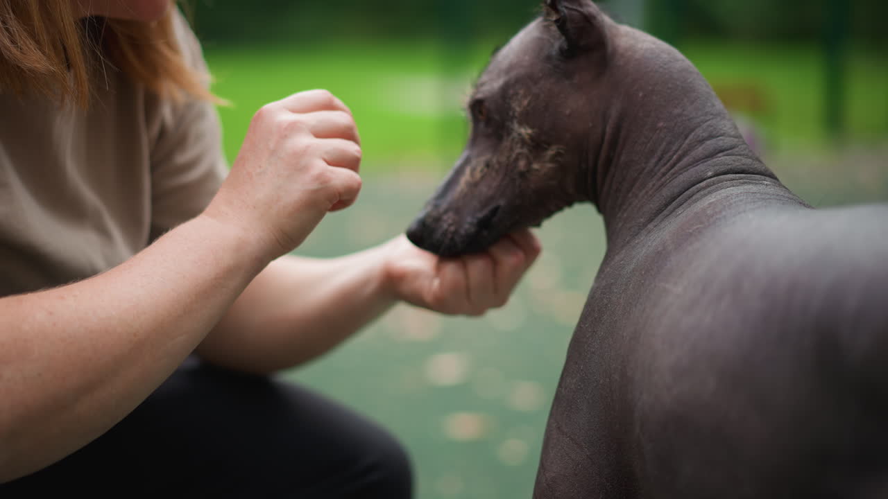 Softhearted Woman Patiently Tends To Hairless Dog In Park Environment, Tender Woman Carefully And Affectionately Provides Food To Exposedskinned Dog Outdoors In Peaceful Park Setting