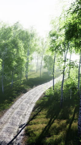 a winding dirt road through a lush green forest with birch trees