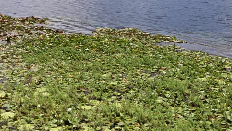 progressive growth of water hyacinth over time