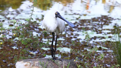 spoonbill bird grooming by a pond