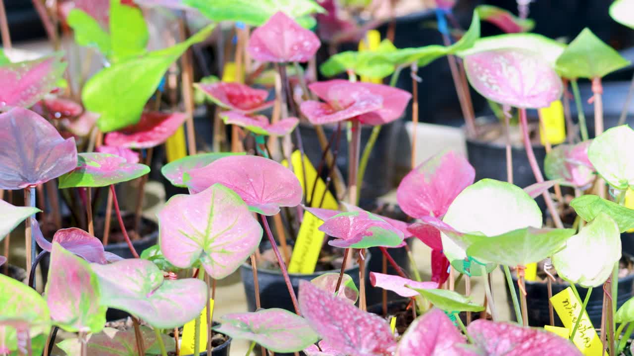 다채로운 칼라디움 식물 들 이 태국 의 식물원 에서 자란다