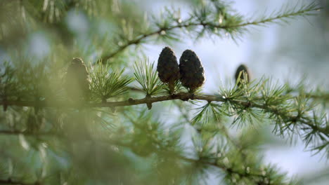 ramas con conos de semillas y agujas en el alerce que crece en el bosque