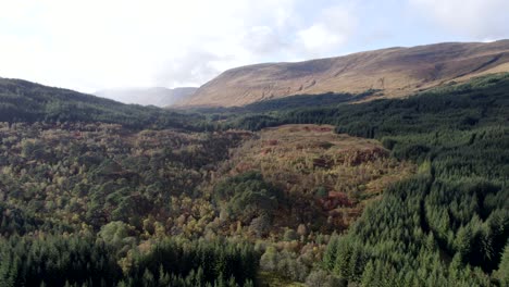 a drone flies backwards above a forest of native birch trees in full autumn colour surrounded by a forestry plantation of conifers, set amongst a hilly landscape