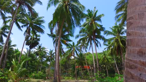 Hohe-Palmen-Wehen-Im-Sommerwind.-Mauritius