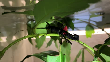 un insecto palo peruphasma schultei negro con alas rojas camina sobre hojas en un terrario de plástico