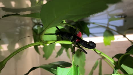 a black peruphasma schultei stick insect with red wings walks on leaves in a plastic terrarium