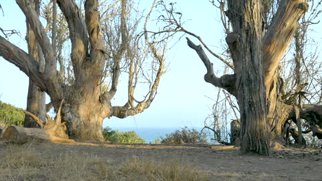 Young-shirtless-man-walking-across-the-scene-during-a-workout-cool-down-on-the-bluffs-overlooking-the-blue-Pacific-ocean-in-Santa-Barbara,-California