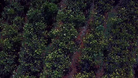 Bonita-Toma-Aérea-Elevándose-Por-Encima-De-Los-árboles-En-Un-Huerto-1