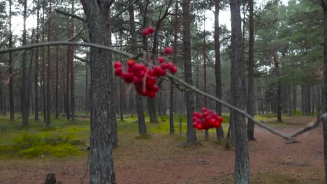 bunch of red mountain ash berries or rowan berries in an autumn forest during day time. camera pans from right to left and focus changes from berries to the forest in the background with tall trees.