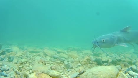 un tiro de peces nadando bajo el agua