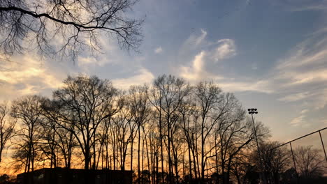 puesta de sol detrás de la silueta de los árboles