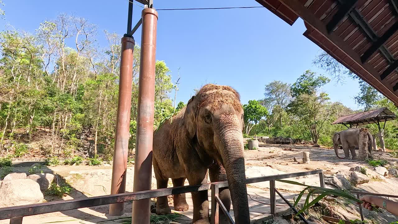 개방 된 동물원 전시 에서 음식 을 즐기는 코끼리