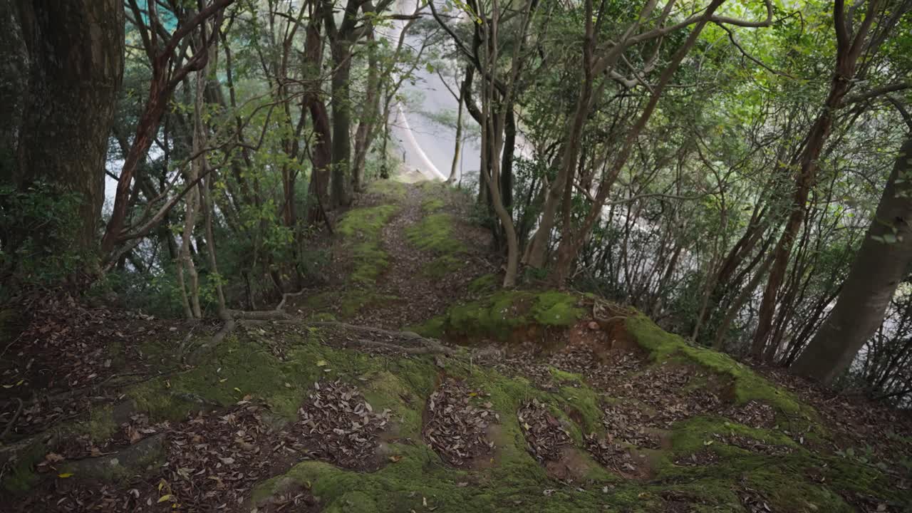 멀리 있는 도로로 이어지는 숲을 통과하는 이끼 낀 길