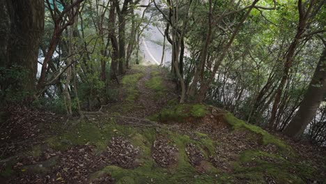 Moosiger-Pfad-Durch-Den-Wald,-Der-In-Der-Ferne-Zur-Straße-Führt