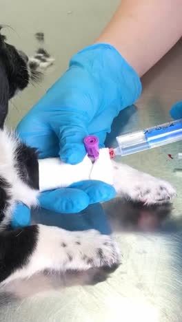 veterinary care for a puppy
