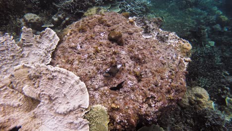 una toma submarina de mano sobre un arrecife de coral, en filipinas