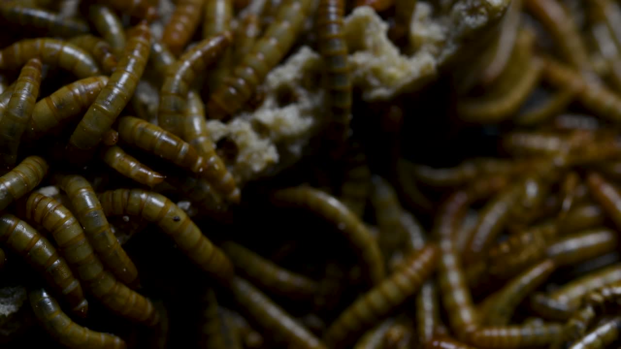 O Tenebrio é uma espécie de besouro Tenebrionidae usado para alimentar animais de estimação como peixes, cobras, pássaros e sapos.