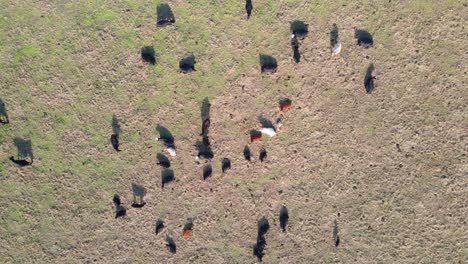 overhead spiral shot of cows grazing in field