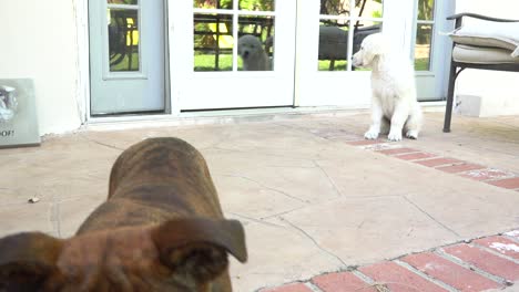 puppy dogs playing in yard