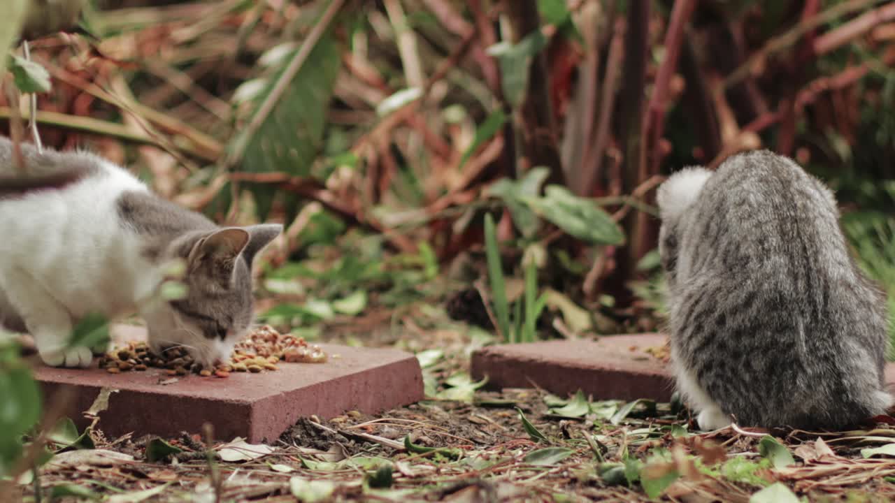 길 잃은 흰색과 회색 고양이 두 마리가 고양이 먹이를 먹는다