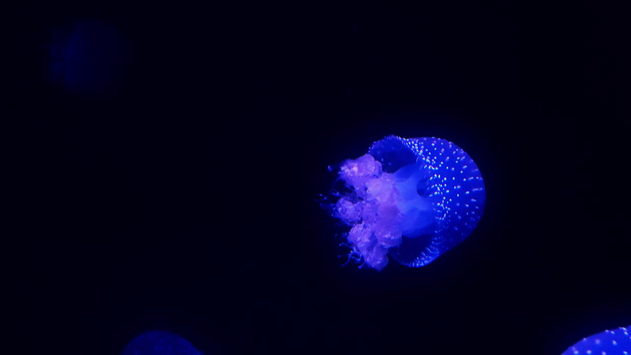 medusas azules brillantes moviéndose en el agua azul oscuro.