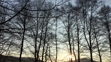 Walking-on-a-forest-road,-early-spring-season,-with-beautiful-light-coming-from-sunset