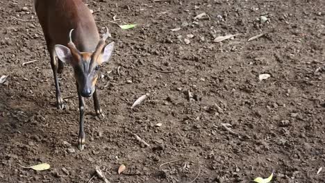 Portrait-of-mouse-deer-standing-in-its-cage