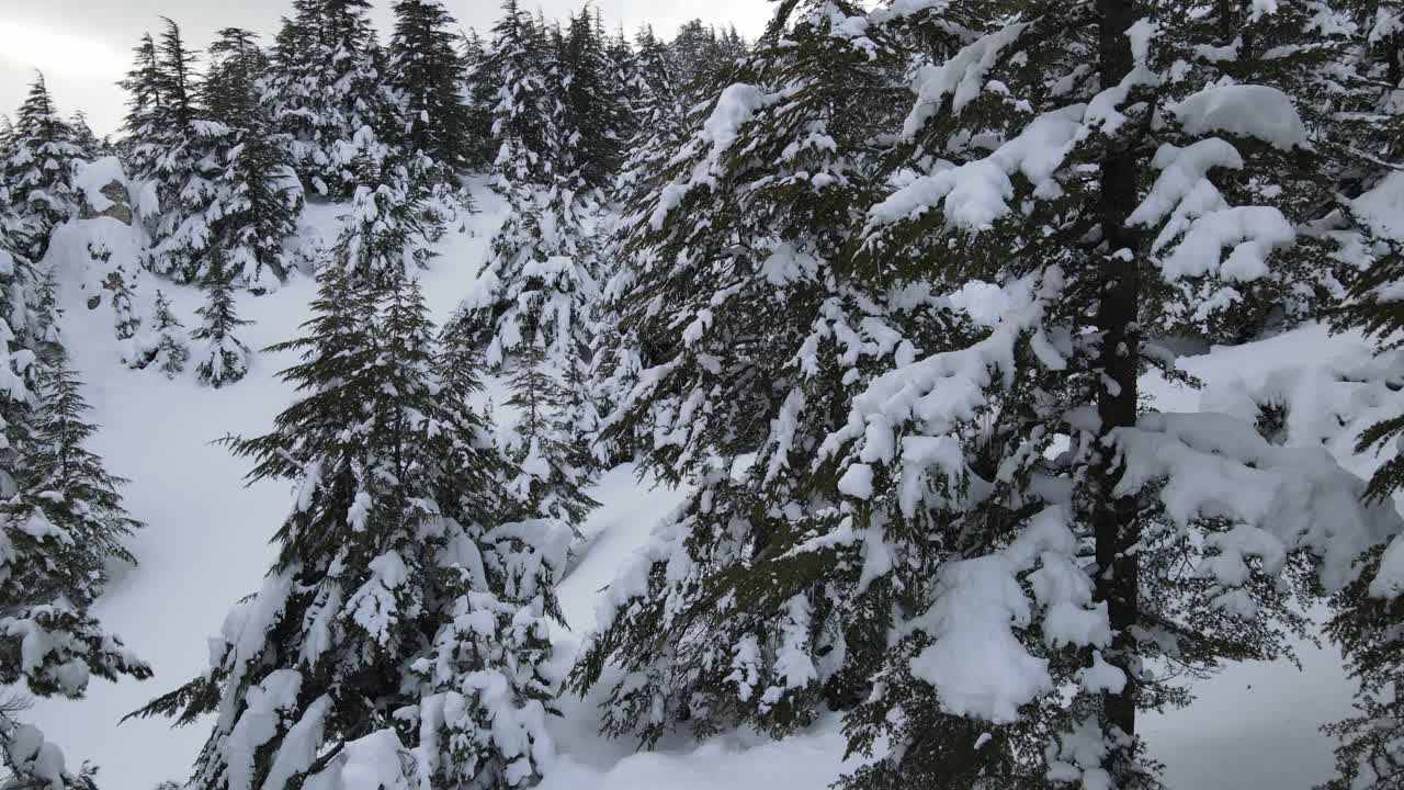 침엽수 눈 덮인 드론 보기