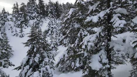 Nadelbäume,-Schneebedeckte-Drohnenansicht