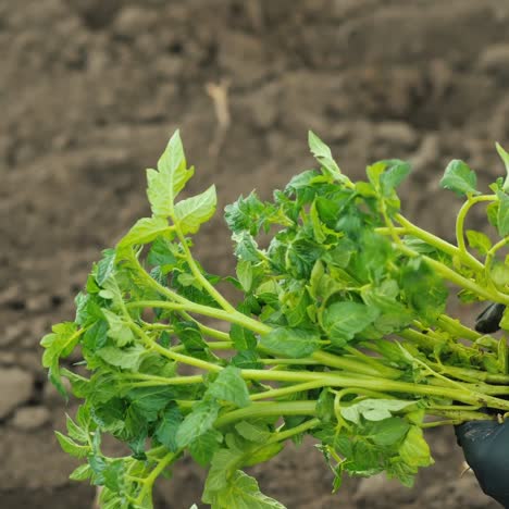 tomato seedlings in the hands of a farmer