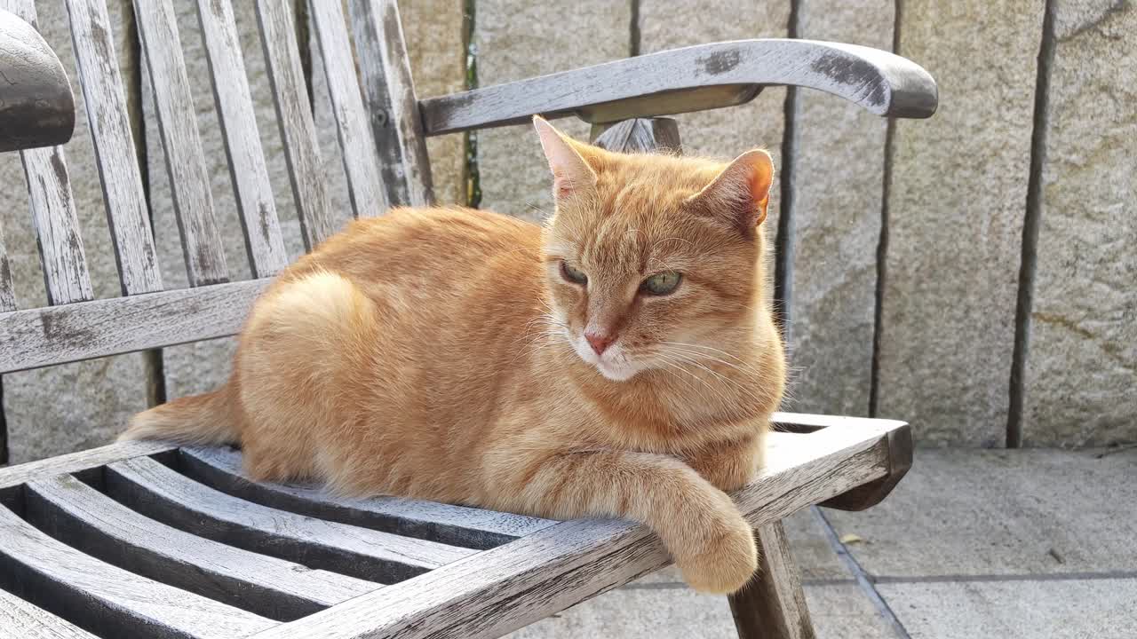 Tired and sleepy cat lying on a wooden garden chair