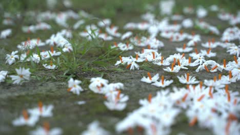 El-Jazmín-Nocturno,-La-Flor-Seuli-O-Shefali-Es-La-Flor-Símbolo-Del-Festival-Saradiya-O-Durga-Puja-En-La-Temporada-De-Otoño