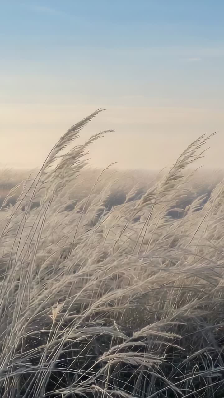 Video verticale: erbe alte ondeggianti, spighe che si piegano e si muovono all'alba, mosse dalla brezza