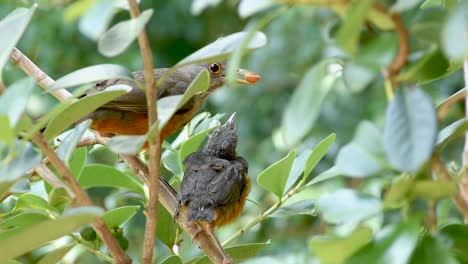 red-bellied thrush feeding young bird outside the nest