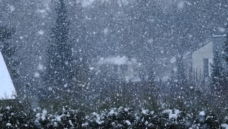 gorgeous slow motion footage of large white snow flakes and white fluffy snow falling down during a snow cloudy day with trees and some houses in the background and a green hedge in the bottom frame.