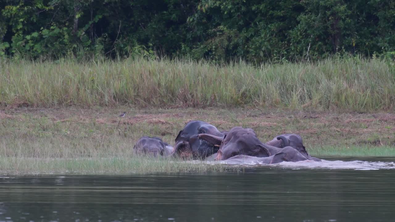 los elefantes asiáticos están en peligro y esta manada se divierte jugando y bañándose en un lago en el parque nacional khao yai