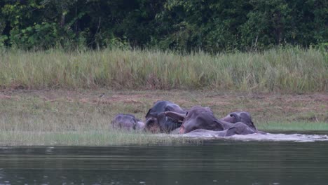 los elefantes asiáticos están en peligro y esta manada se divierte jugando y bañándose en un lago en el parque nacional khao yai