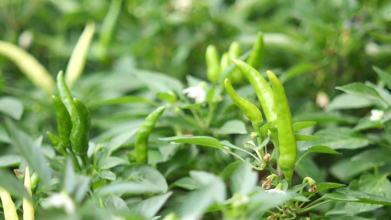 pimientos verdes que crecen en una planta