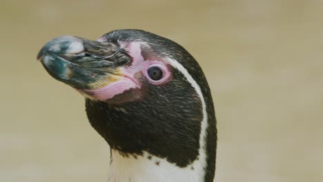 primer plano de la cabeza del pingüino moviéndose hacia la derecha y hacia la izquierda