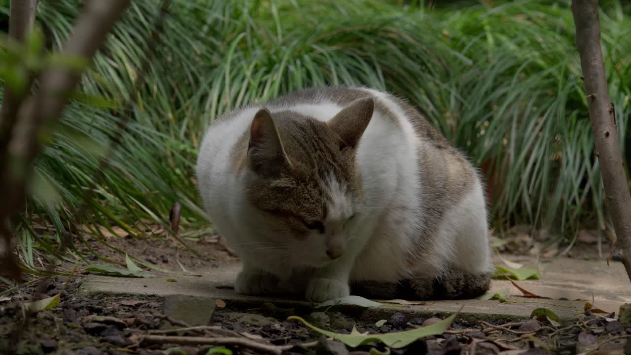 Un gatto bianco e tigrato che annusa la superficie del terreno