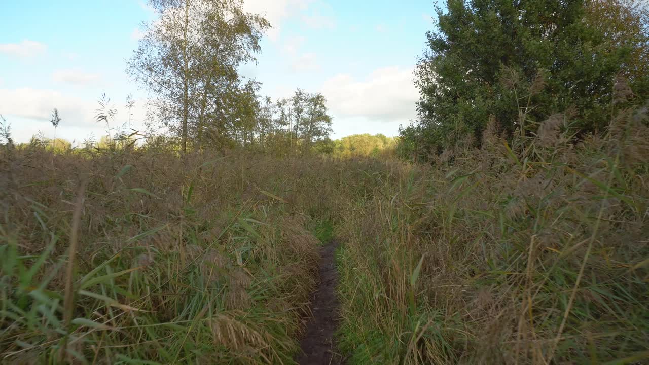 Camminando attraverso canneti spessi su un sentiero di campagna, prospettiva della telecamera