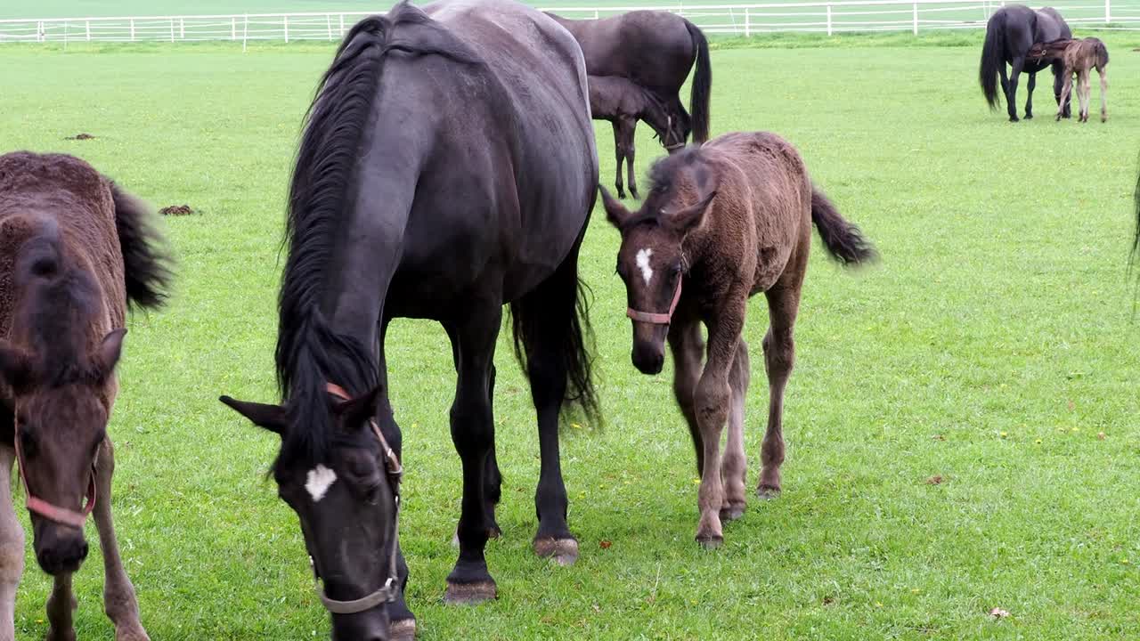 검은 클라드루비아 말, 새끼와 함께 마리