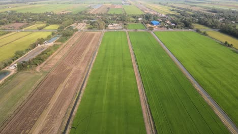 Drone-Aéreo-Disparó-Alto-Sobre-Arrozales-En-Tailandia-Con-Movimiento-De-Avance-De-Muñeca