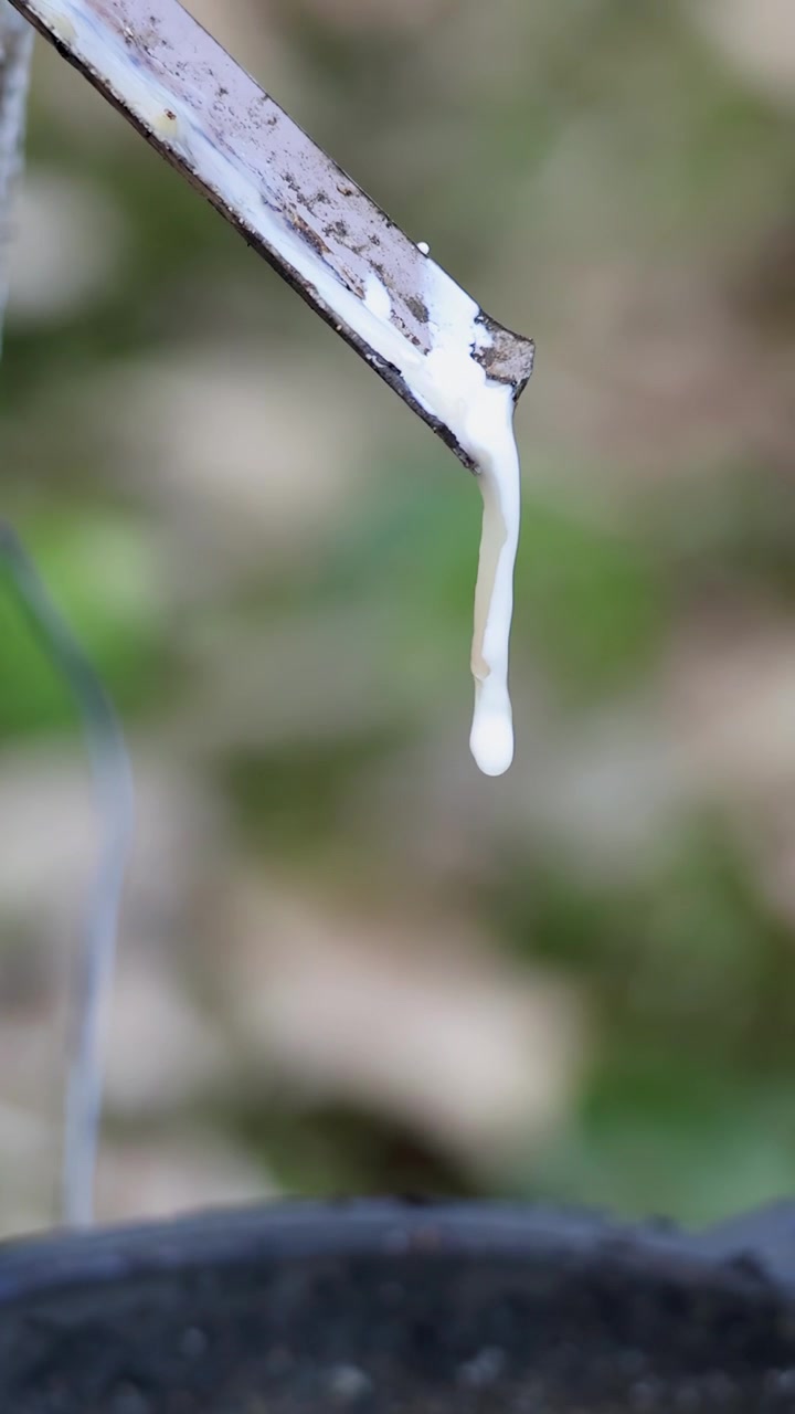 Primo piano di linfa di lattice naturale che gocciola lentamente da un albero della gomma inciso in una tazza di raccolta nera, all'aperto in una luce diurna soffusa con una profondità di campo ridotta.