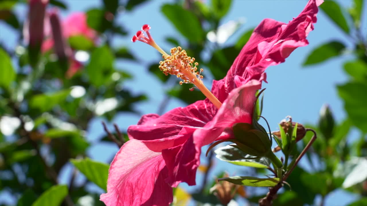 calmante vista de un hibisco rojo y algunas palmeras tropicales en el fondo con un cielo azul en verano soleado en florida