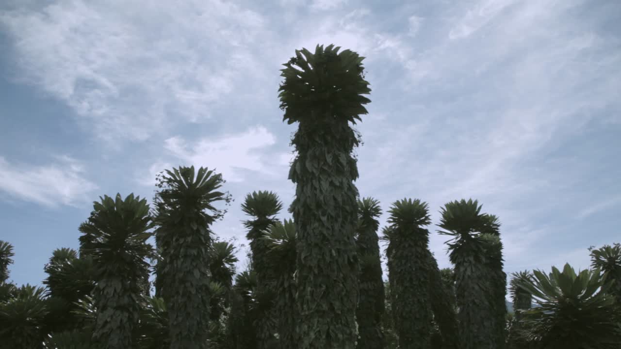Tilt up over gigantic 100 year old frailejones at the Cocuy páramo in Colombia
