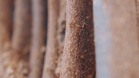 carpenter ants crawling on a tree trunk in curacao - close up shot